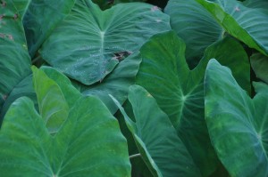 Kauai Taro Kauai Taro farmers markets