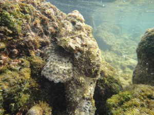 Devil Scorpionfish