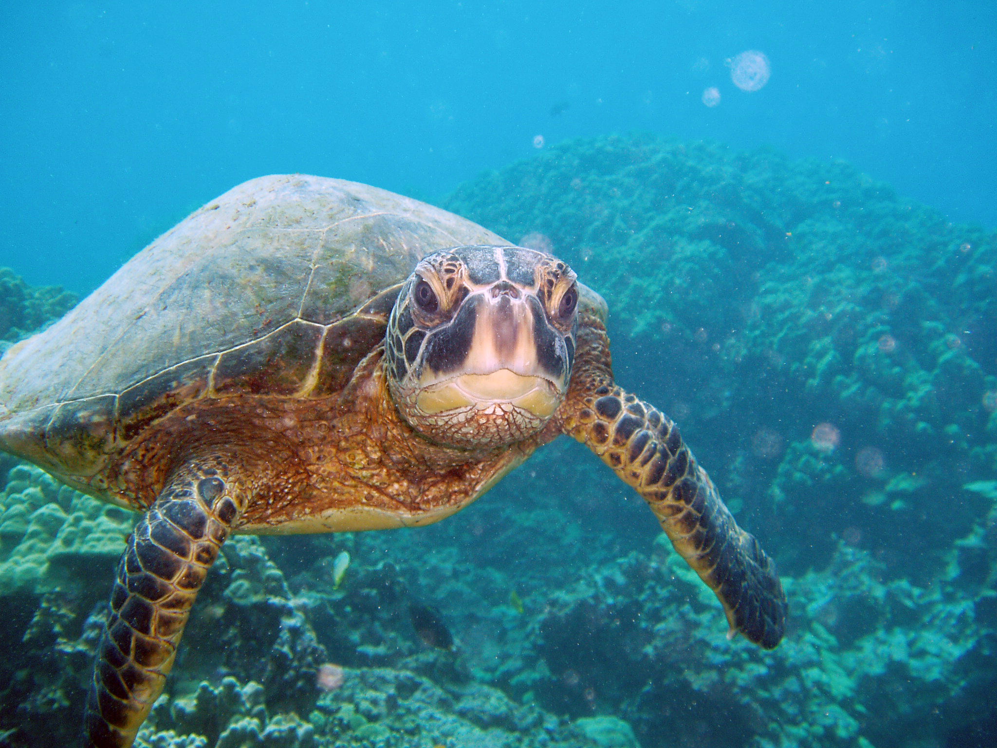 Turtles Pictures