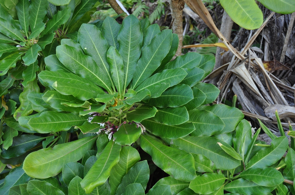 Naio Plant