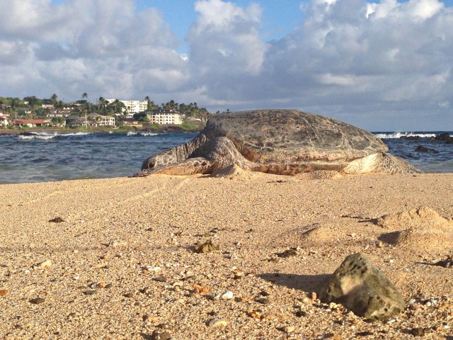 Poipu Turtle