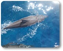 Boat Tours on Kauai