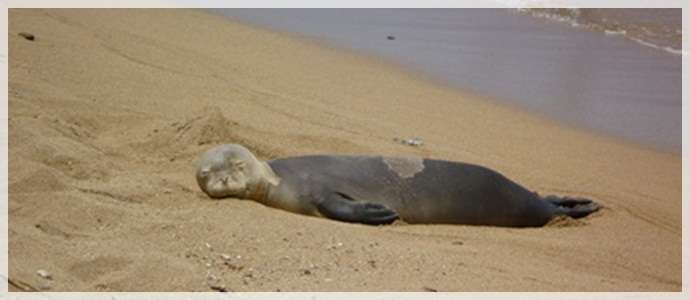 Kauai Monk Seal