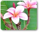 Kauai Community Charities
