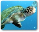 Scuba diving on Kauai
