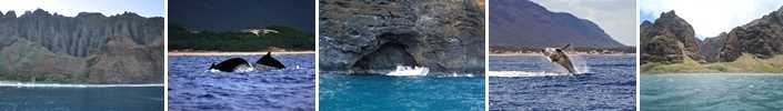 Kauai Whale Watching Tours