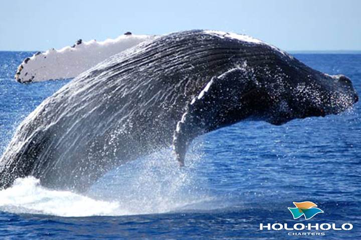 napali coast boat tours holoholo holo holo boat tours kauai napali coast boat tours holoholo holo holo boat tours kauai
