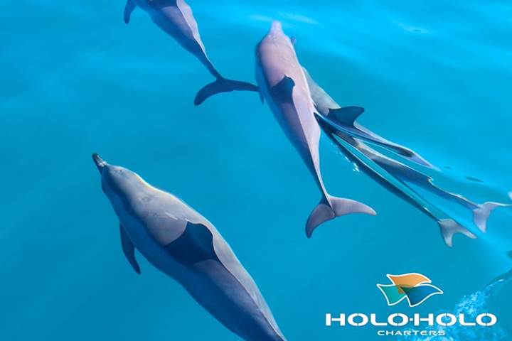 napali coast boat tours holoholo holo holo boat tours kauai napali coast boat tours holoholo holo holo boat tours kauai