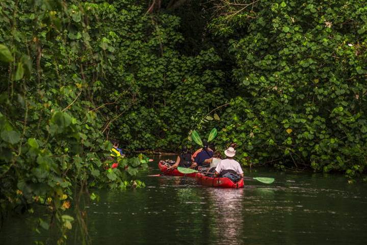  Tours &amp; Activities / Kauai Hiking Tours / Wailua Jungle River Kayak