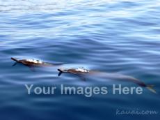 ~{Get Listed Here} in Kauai - Unlimited Images To Market and Brand Your Business