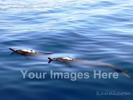 ~{Get Listed Here} in Kauai - Unlimited Images To Market and Brand Your Business