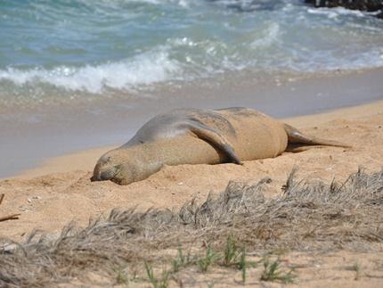 Waipouli Beach,  Kauai Beaches