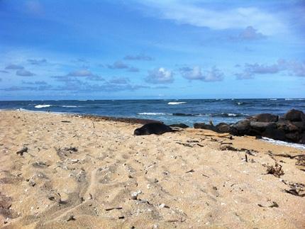 Waipouli Beach,  Kauai Beaches