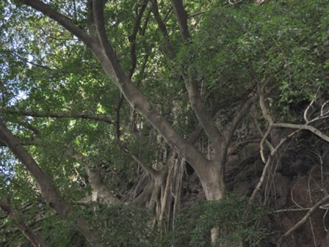 Wet And Dry Caves,  Kauai Attractions