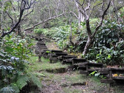 Pihea Trail - Alakai Swamp,  Kauai Hikes