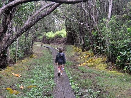 Pihea Trail - Alakai Swamp,  Kauai Hikes