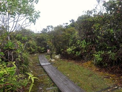 Pihea Trail - Alakai Swamp,  Kauai Hikes