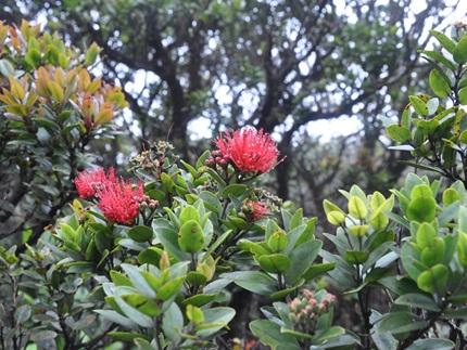 Pihea Trail - Alakai Swamp,  Kauai Hikes