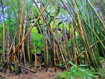 Hanakapiai Trail,  Kauai Hikes