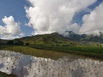 Okolehao Trail,  Kauai Hikes