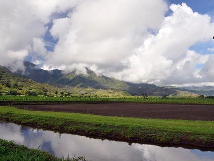 Okolehao Trail,  Kauai Hikes