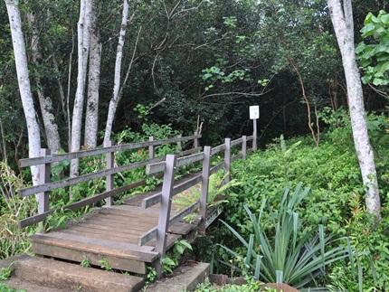 Okolehao Trail,  Kauai Hikes