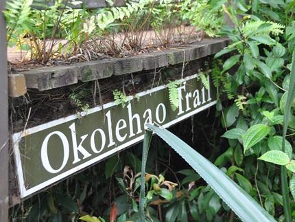Okolehao Trail,  Kauai Hikes