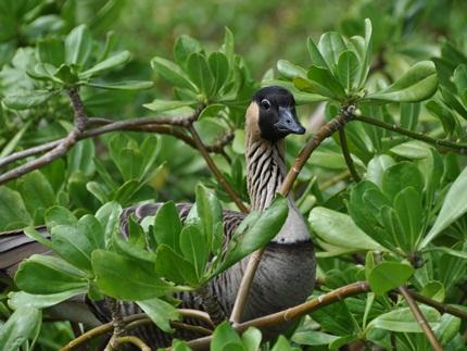 Kilauea Lighthouse National Wildlife Preserve,  Kauai Attractions