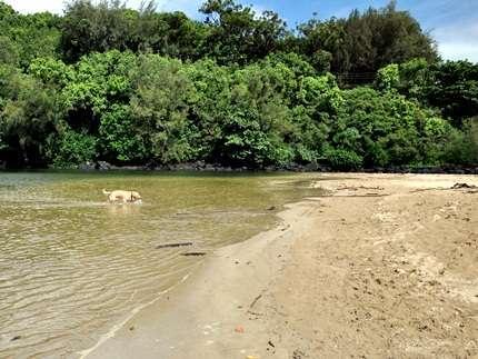 Kalihiwai Beach,  Kauai Beaches