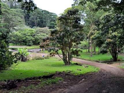 Keahua Arboretum,  Kauai Attractions