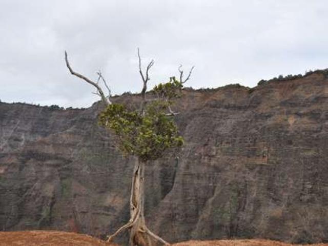 Waipoo Falls,  Kauai Hikes