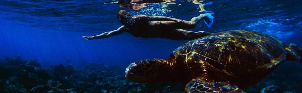 Turtle banner