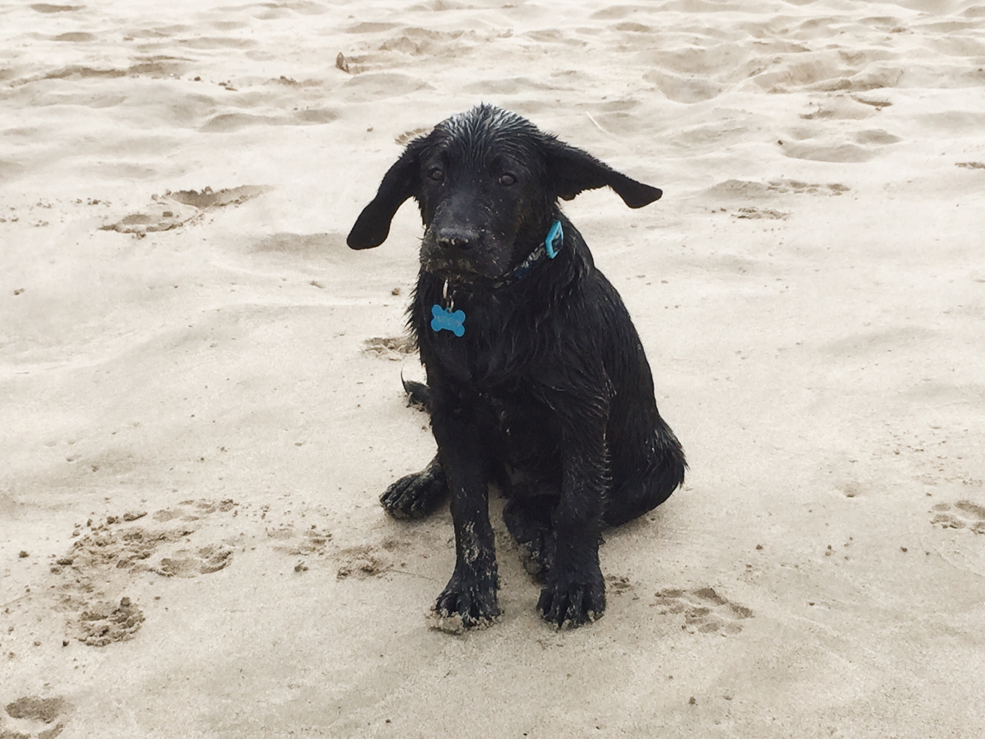 Calvin, feeling the tropical Kauai breeze (photo contributed by his owner, Lori Fleming). 