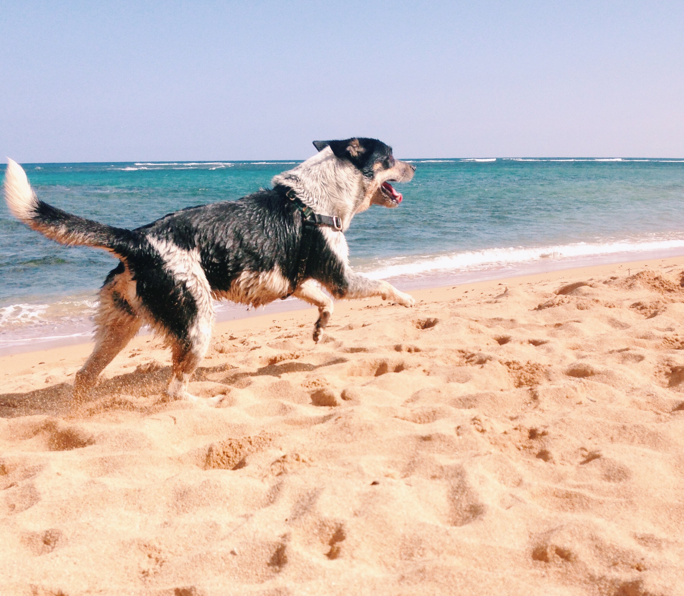 My dog, Bandi, chasing a stick. Look at that happy face!