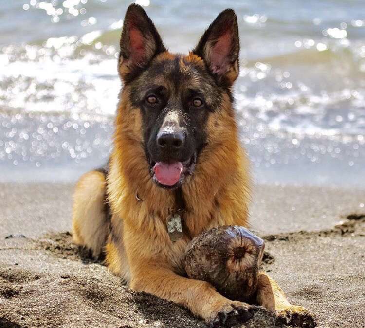 The majestic Goliath, enjoying his coconut. (Photo contributed by his owner, Garret Smith). 