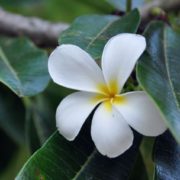 Kauai Gardens