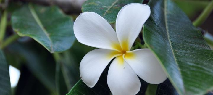 Kauai Gardens