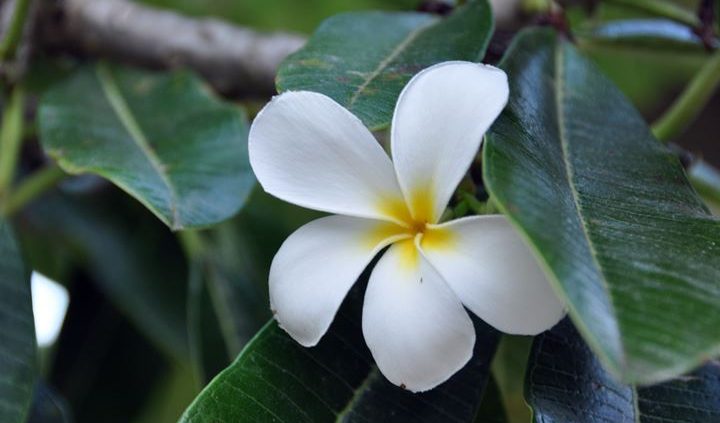 Kauai Gardens