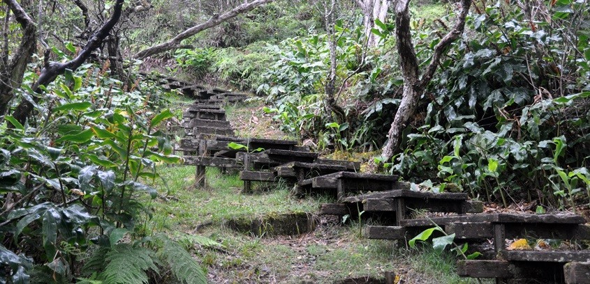 Hiking the Alakai Swamp Stairs