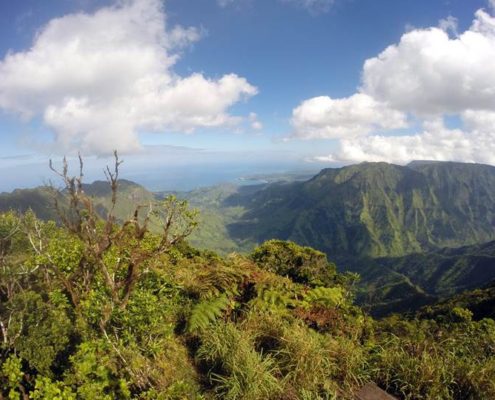 Alakai Pihea Trail