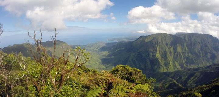 Alakai Pihea Trail