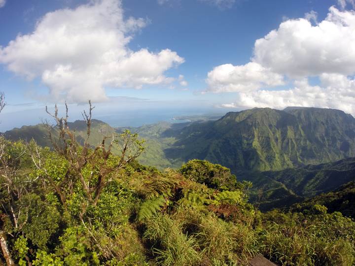 Alakai Pihea Trail