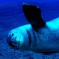Blue Dolphin Charters Snorkel Tours Kauai