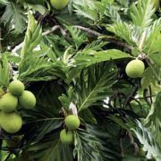 Breadfruit-Festival