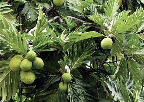 Breadfruit-Festival