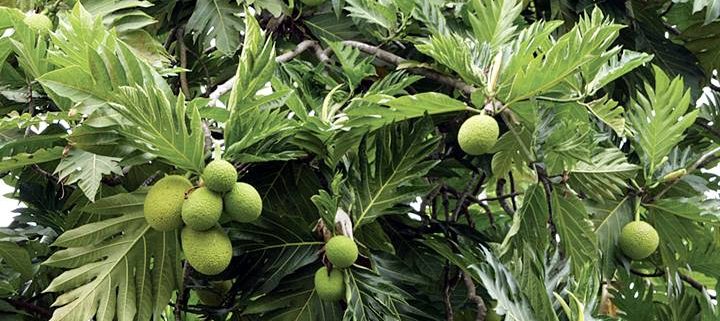 Breadfruit-Festival