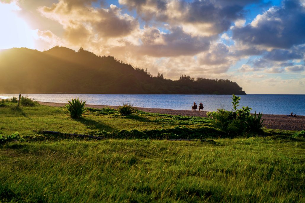 Waioli Beach Park - Pine Trees | Kauai.com