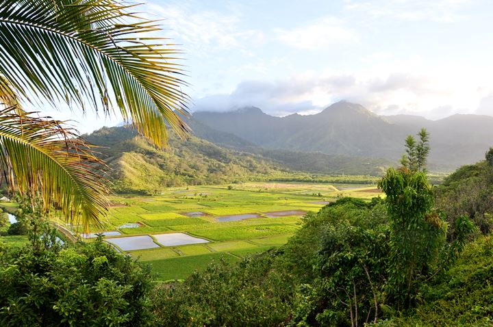 Hanalei Taro Patches