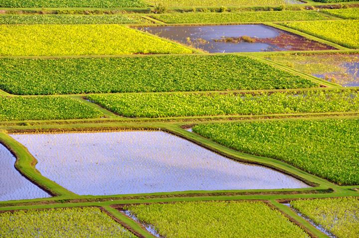 Haanlei Taro Fields