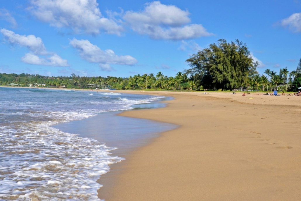 Waioli Beach Park Pine Trees
